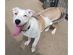 Sophie, Labrador Retriever For Adoption In New Tripoli, Pennsylvania