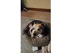 Mr. Pickles, Rat Terrier For Adoption In Shawnee, Oklahoma