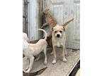 Paulie, Jack Russell Terrier For Adoption In Waterloo, Illinois