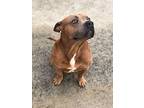 Craig, American Staffordshire Terrier For Adoption In Groves, Texas