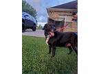 Bandit, Labrador Retriever For Adoption In Groves, Texas