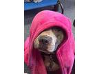 Thickums, American Pit Bull Terrier For Adoption In Newcastle, Oklahoma