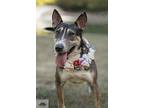 Anastasia, Bull Terrier For Adoption In Newcastle, Oklahoma
