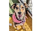 Marsha, Terrier (unknown Type, Medium) For Adoption In Shawnee, Oklahoma