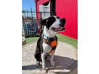 Charlie, American Staffordshire Terrier For Adoption In Shawnee, Oklahoma
