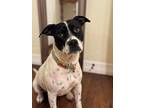 Bessie, Terrier (unknown Type, Medium) For Adoption In Shawnee, Oklahoma