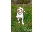 Nova, American Pit Bull Terrier For Adoption In Shawnee, Oklahoma