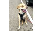 Ian, Labrador Retriever For Adoption In Shawnee, Oklahoma