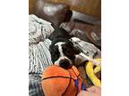 Tinsel, American Pit Bull Terrier For Adoption In Deerfield, Michigan