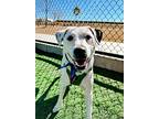 Ziggy, Labrador Retriever For Adoption In Shawnee, Oklahoma