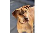 Gunner, Labrador Retriever For Adoption In Shawnee, Oklahoma