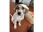 Kanga, Labrador Retriever For Adoption In Shawnee, Oklahoma