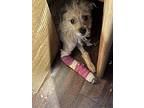 Poppy, Jack Russell Terrier For Adoption In Waterloo, Illinois
