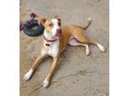 Martini In Foster, American Pit Bull Terrier For Adoption In New Orleans