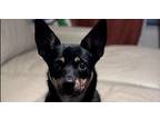 Atlas Australian Kelpie Puppy Male