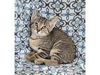 6292 (Layla) Domestic Shorthair Kitten Female