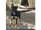 Rhodie German Shepherd Dog Puppy Male