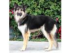 Major von Malberg German Shepherd Dog Young Male