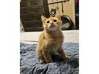 ART Domestic Mediumhair Kitten Male