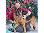 Dakoda von Dahre German Shepherd Dog Young Female