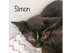 Simon Domestic Longhair Kitten Male
