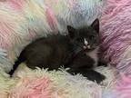 Pablo Domestic Shorthair Kitten Male