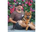 Scarlet von Stade German Shepherd Dog Young Female
