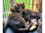 Precious Domestic Shorthair Kitten Female