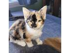 Penelope Domestic Shorthair Kitten Female