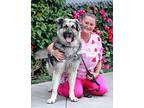 Tucker von Tannenbaum German Shepherd Dog Young Male