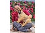 Enzo von Erlabrunn German Shepherd Dog Puppy Male