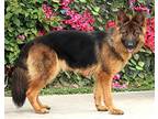 Elke von Elsfleth German Shepherd Dog Young Female