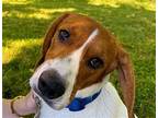 Sweetface COURTESY POST Hound (Unknown Type) Adult Male