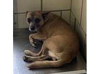 Daisy Chihuahua Adult Female