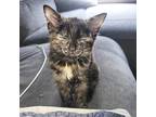 Eloise Domestic Shorthair Kitten Female