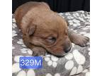(bt) Taz Mixed Breed (Medium) Puppy Male