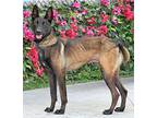 Taz von Trooz Belgian Malinois Young Male