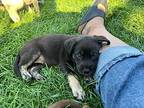 (bw) Betsy (pink) Mixed Breed (Medium) Puppy Female