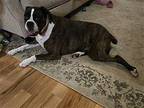 Gus Boxer Adult Male