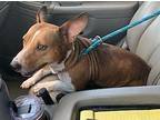 Arnold Corgi Adult Male