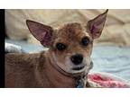 Ollie Chihuahua Senior Male