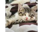 Quinny Domestic Shorthair Kitten Female