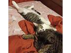 Udon Domestic Shorthair Young Male