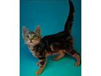 Scorpio (friendly) Domestic Shorthair Kitten Male