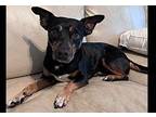 Shadow Chihuahua Adult Male