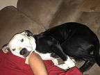 Boojie American Pit Bull Terrier Young Female