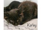 Karley Domestic Longhair Kitten Female