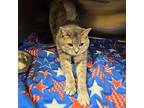 Marge Domestic Shorthair Adult Female