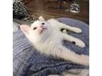 Duncan Domestic Shorthair Kitten Male