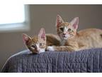 Skeeter (fostered in Lincoln) Domestic Shorthair Kitten Male